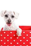 Adorable little puppy dog in a red and white love heart box.  White background,