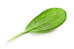 Spinach leaf isolated on white background