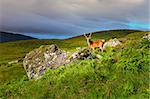 Young deer in the meadow at Scottish highlands, Scotland, United Kingdom