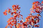 A branch of yellow red leaves of maple in backlight, in front of a blue sky