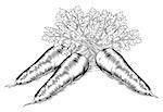 A vintage retro woodcut print or etching style carrots illustration