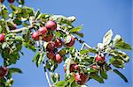 Apple tree with ripe red apples on a branch