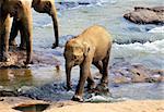 Baby Indian elephant. Pinnawela Elephant Orphanage on Sri Lanka