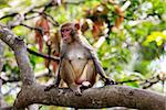 Portrait of the sad monkey. Park of monkeys in China
