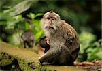 Family of monkeys. Bali a zoo. Indonesia