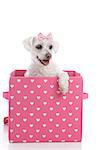 Adorable little white dog in a pink and white heart box.