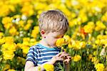 cute little boy smelling the flower at gorgeous blooming ranunculus field