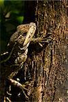 tree lizard climbing in the rain forest of Belize