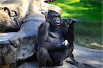 Gorilla eating cabbage in a zoo of San Francisco