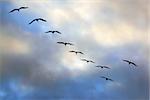 Flying group of seagulls in a blue sky