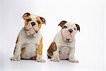 Two English Bulldog puppies sitting