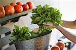 An organic fruit and vegetable farm. A person holding fresh greens salad leaves.