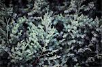 Close-up of coniferous tree, Shanxi Province, China