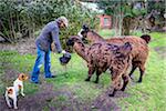 Man Feeding Llamas at Candelaria del Monte, San Miguel de Monte, Argentina