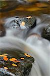 Close-up of Water Flowing in Stream in Autumn, Bavarian Forest National Park, Bavaria, Germany