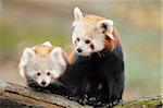 Red Panda (Ailurus fulgens) Mother with Young on bough, Bavaria, Germany