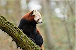 Red panda (Ailurus fulgens) on a bough, looking over shoulder, Bavaria, Germany