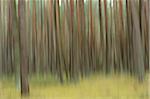 Blurred landscape of Scots pine (Pinus sylvestris) tree trunks in autumn, Bavaria, Germany