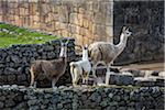 Llamas at Machu Picchu, Peru