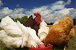 Free range chickens feeding from bowl