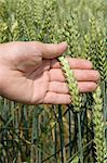 Hand holding wheat plant