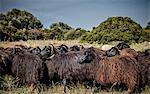 Sheep in field, Arbus, Sardinia, Italy