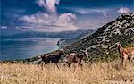 Goats on hill with sea in background, Arbus, Sardinia, Italy