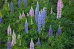 Blue, pink and purple flowers