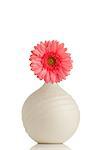 Gerbera flower on the vase, isolated white background.