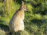 Bennett Wallaby, Cradle Mountain National Park, Tasmania, Australia