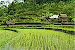 terraced rice fields in bali indonesia