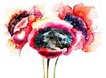 Stylized Poppy flowers, watercolor illustration