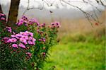 Chrysanthemums