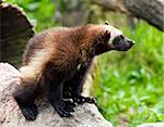The wolverine (called also glutton, carcajou, skunk bear, or quickhatch).