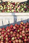 Wooden crates filled with apples during apple harvest season.