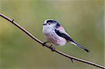 Long Tailed Tit  (Aegithalos caudatus) perched on a branch