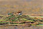 common tern (sterna hirundo) chick on the nest