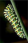 caterpillar of a Papilio Macaone on green branch