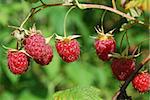 Ripe raspberries grow on a tree. The time of harvest.