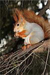 squirrel on a branch of pine