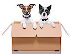 two mail dogs in a brown moving box