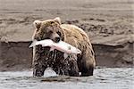 A coastal brown bear holds a freshly caught salmon in its mouth at Lake Clark NP, Alaska