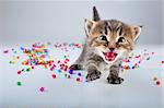 Little kitten with small metal jingle bells beads . Studio shot.