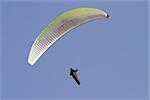 A paraglider falling from the sky with his parachute