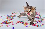 Funny lcute ittle kitten dancing in small metal jingle bells beads . Studio shot.