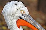 portrait of a young funny Dalmatian pelican on the dark background