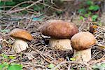 Close-up three Porcini mushroom in the forest