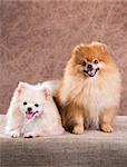 Portrait two Pomeranian dog on a abstract background