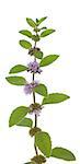 flower spearmint (Mentha pulegium) on white background