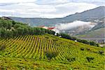 Extensive Vineyards on the Hills of Portugal